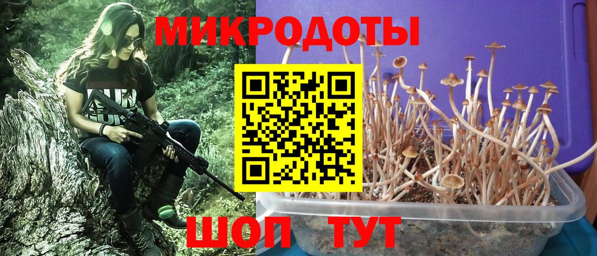 Советск  Псилоцибиновые грибы прущие грибы  Вход с VPN 
